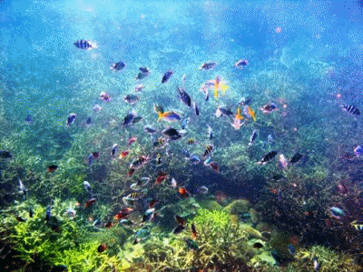 Sea11