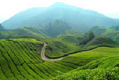 cameron highland
