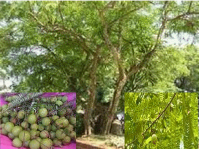 d pokok melaka 2 (2)