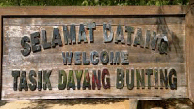 dayang bunting 4