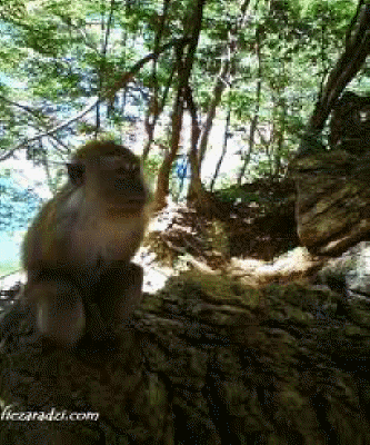guardian of dayang bunting