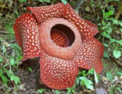 reflesia